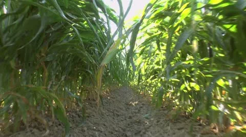Farm Crop Row Time Lapse Stock Footage