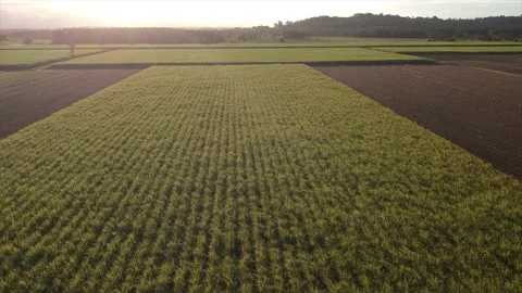 Farm crop Wheat Cane flyover 4K 2 Stock Footage 228397435