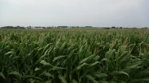 Farm crops blowing in wind Stock Footage 21786636