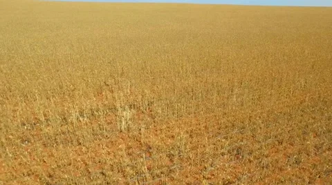 Farm Crops fly over with random direction changes Stock Footage 68752394