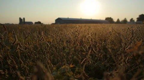 Farm crops in front of a barn Stockbeeldmateriaal 21784923