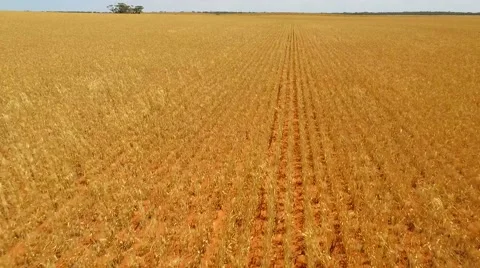 Farm Crops Reverse Track Stock Footage 68752355