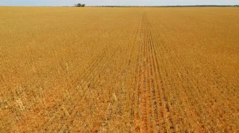 Farm Crops Track Forward Stock Footage 68752363