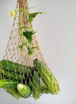 Farm cucumbers from the garden in a string bag on a light wood background Stock Photos