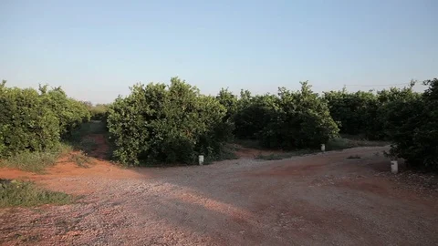 Farm for cultivation of oranges Stock Footage 72271302