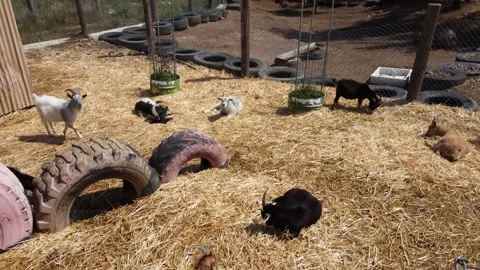 Farm in Cyprus. Stock Footage 175287455