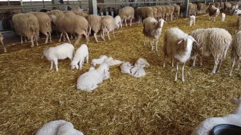 Farm in Cyprus. Video stock 175291676