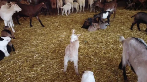 Farm in Cyprus. Stock Footage 175292413