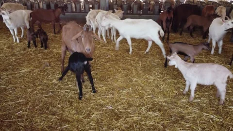 Farm in Cyprus. Stock Footage 175292813