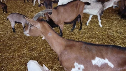 Farm in Cyprus. Stock Footage 175293565