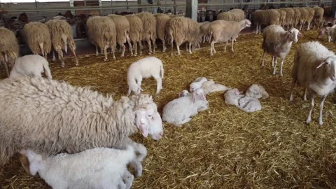 Farm in Cyprus. Stock Footage 175294378