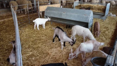 Farm in Cyprus. Stock Footage 175294754