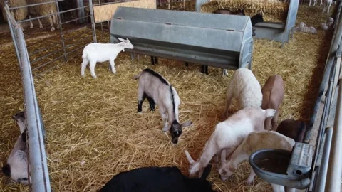Farm in Cyprus. Stock Footage 175295520
