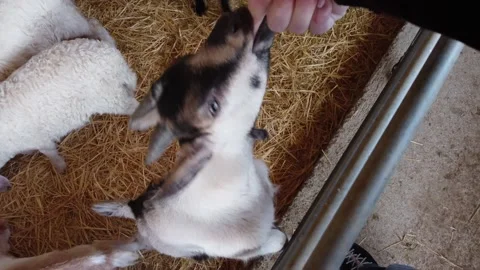 Farm in Cyprus. Stock Footage 175296269