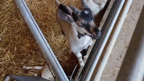 Farm in Cyprus. Stock Footage 175297230