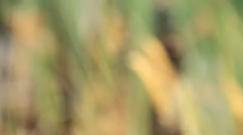 Farm dam Stock Footage 22026748