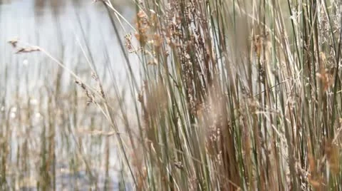 Farm dam Stock Footage