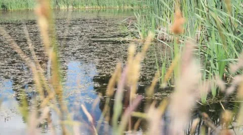 Farm dam Stock Footage 22028652