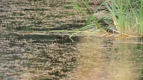 Farm dam Stock Footage 22028978
