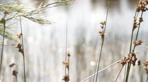 Farm dam Stock Footage 22029318