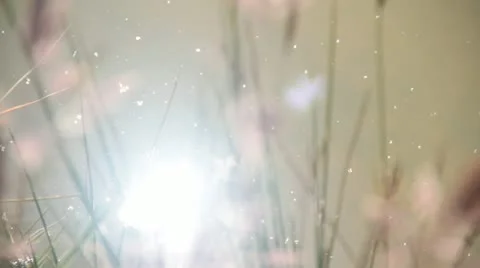 Farm dam Stock Footage 22029426