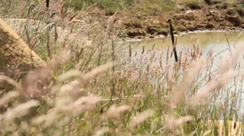 Farm dam Stock Footage 22029806