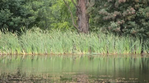 Farm dam Stock Footage 22029901