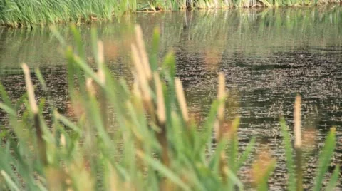 Farm dam Stock Footage 22034447