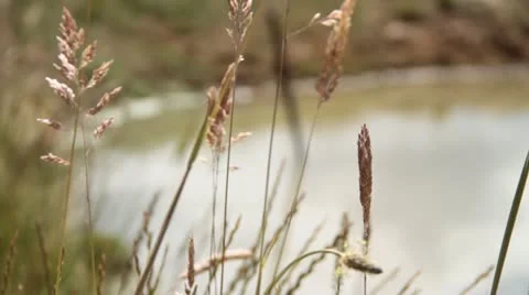Farm dam Stock Footage 22035092