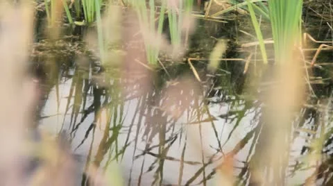 Farm dam Stock Footage 22037292