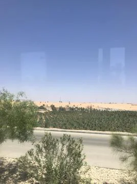 The farm of the dates tree Foto stock