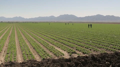 Farm Day Laborers Working in Fields Stock Footage 95255549