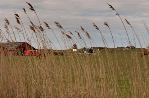 Farm in Denmark with a windmill Stock Photos