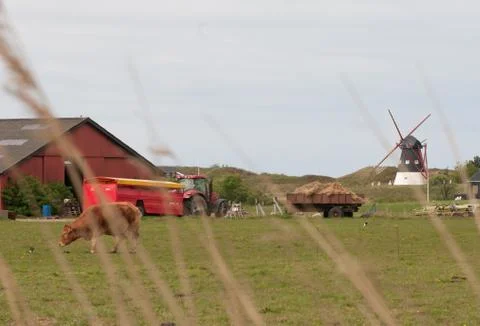Farm in Denmark with a windmill Stock Photos