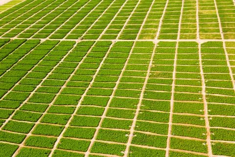 Farm In The Desert Stockfoto's