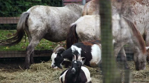 Farm - different animals eating Видео 47990704
