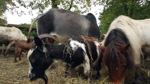Farm - different animals eating Video stock 47990710