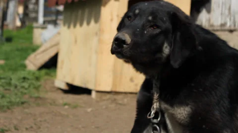Farm Dog Stock Footage 37841569