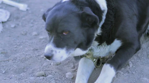 Farm Dog Laying Down Stock Footage 32359595