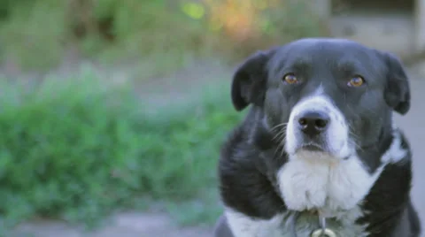 Farm dog looking at camera Stock Footage 32359249