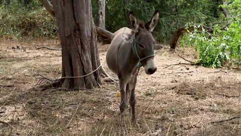 Farm donkey Stock Footage 209120281