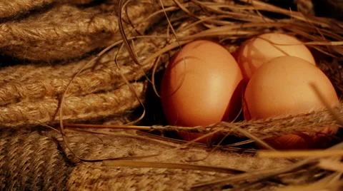 Farm Eggs Stockbeeldmateriaal 50597190