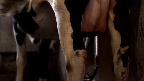 Farm equipment for dairy processing at animal farm. Milking cow. Cow udder Stock Footage 79879552