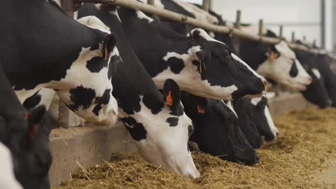 Farm. Feeding the cows. 스톡 동영상 151725096