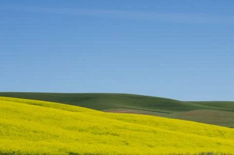 Farm field of blooming canola Foto stock