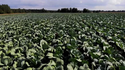Farm field with cabbage part2 Видео 142313372