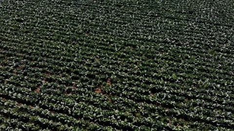 Farm field with cabbage part3 Видео 142313387