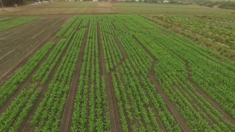Farm Field Crop Rows under Fog - Aerial Drone Stock Footage 71231731