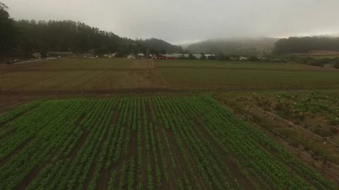 Farm Field Crop Rows under Fog - Aerial Drone Stock Footage 71232099