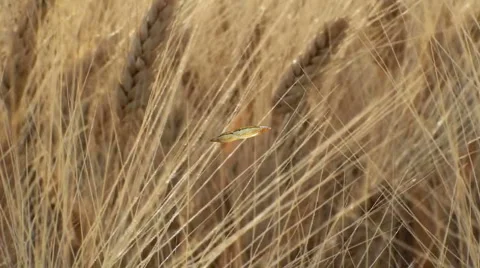 Farm Field To Dinner Table Stock Footage